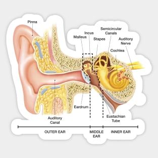 Anatomy of The Ear Sticker